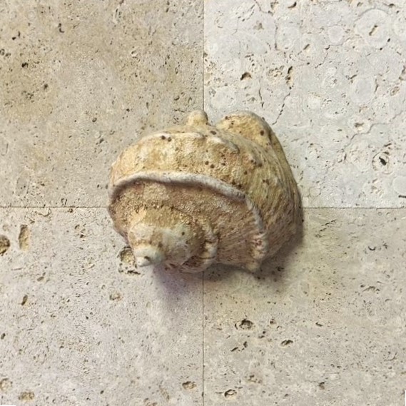 貝 サンゴ 夜光貝 コーラルストーン